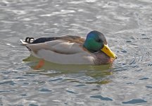 MALLARD (5).JPG