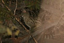 Large Spotted Genet za 1.jpg