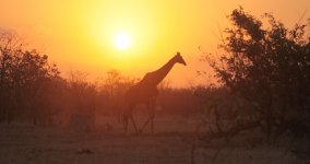 Giraffe sunset za.jpg
