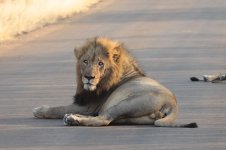 Kruger Lion za 3.jpg