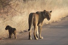 Kruger Lion za 4.jpg