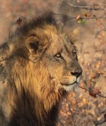 Kruger Lion za 6.jpg