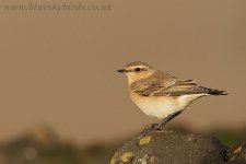 wheatear_1846.jpg