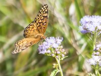 Fritillary_P1000045_08xx2012.jpg