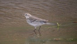 DSCN2324 Yellow Wagtail.jpg