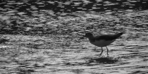 DSCN2335 Green Sandpiper b:w.jpg