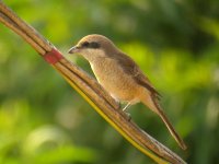 DSCN2348 Brown Shrike.jpg