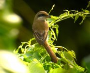 DSCN2355 Brown Shrike rear view.jpg