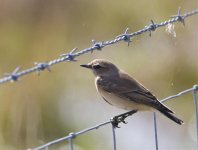 wheatear grimley.jpg