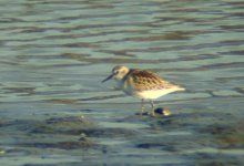 semi-palmated sandpiper, Blennerville.jpg