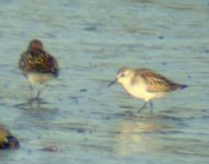 semi-palmated sandpiper, Blennerville 3.JPG