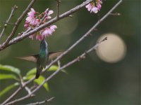 Hummingbird 800.jpg