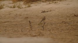 WHEATEAR SP 200912.JPG