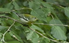 ?warbler_0008.jpg