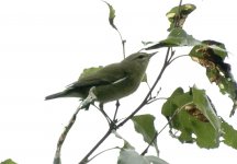 ?warbler_0013.jpg