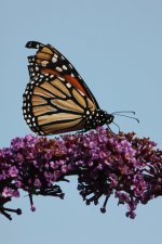 2012_09_08_Monarch (2) (520x780).jpg