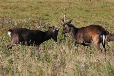 2012_09_08_Sika_Deer (2) (640x427).jpg