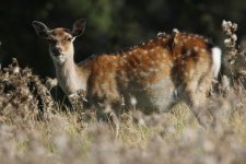 2012_09_08_Sika_Deer (5) (780x520).jpg