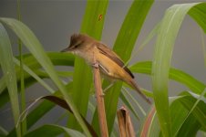 DSCN2367 Oriental Reed Warbler.jpg