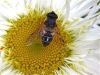 Hoverfly sp.jpg