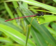 DSCN1789 Chinese Mountain Damsel NTC.jpg