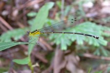 DSCN1799 Blue Forest Damsel NTC.jpg