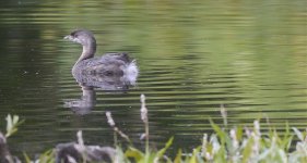 grebe2.jpg