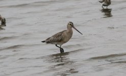 Bar-tailed Godwit.jpg