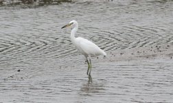 Chinese Egret.jpg