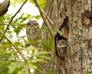 Spotted Owlet- (GraemeS)-2.jpg