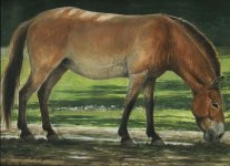 Przewalski-horse-feeding_bearbeitet-1.jpg