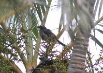 Slate-coloured Grosbeak.jpg