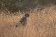 Cheetah za 8.jpg