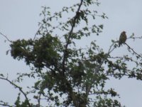 green finch.jpg