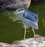 bc night heron rx100 kw30x 28mm DSC00154.jpg