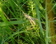 Meadow Grasshopper.JPG