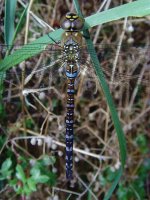 Migrant Hawker Salwarpe.jpg