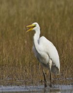 gwe1.jpg