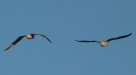 gulls07Oct12.jpg