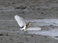 chinese pond heron land D3s 500mm_DSC9451.jpg