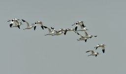 pied avocets flight D800 500mm_N8D1187.jpg