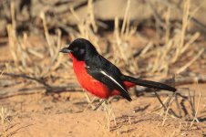 Crimson-breasted Shrike za 1.jpg