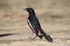 Crimson-breasted Shrike za 2.jpg