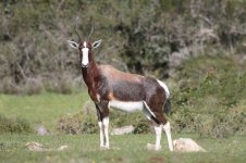 Bontebok za 2.jpg