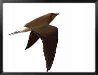 Oriental-Pratincole-X3.jpg