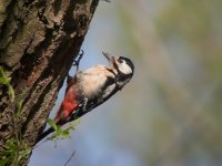 woodpecker.jpg