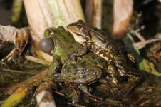 2012_09_22_Rainham_Marsh_Frog (1) (800x533).jpg