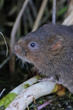 2012_09_22_Rainham_Water_Vole (1) (533x800).jpg