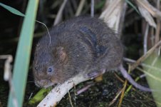 2012_09_22_Rainham_Water_Vole (3) (800x533).jpg