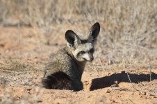 Bat-eared Fox za 1.jpg